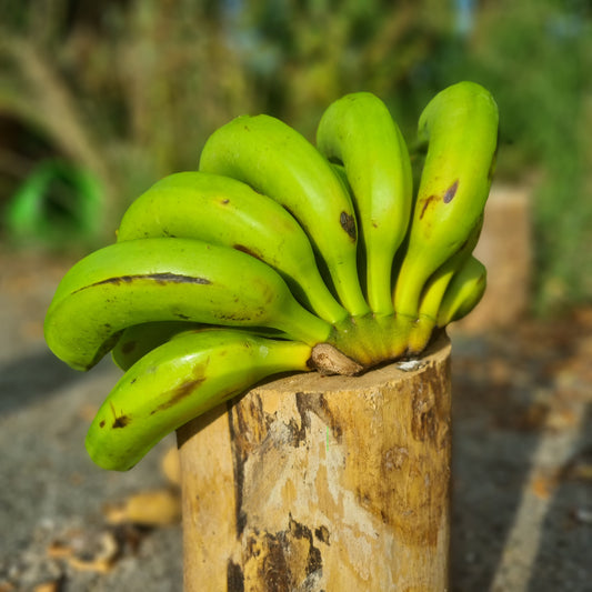 Kanarische Bananen (4 Stück)